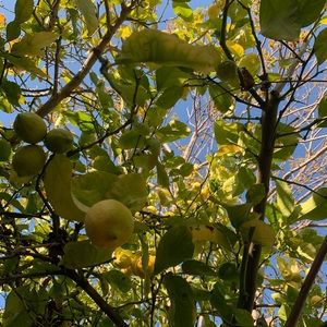 Meet your Posher, Julianna